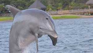 Dolphin Watch HiltonHead